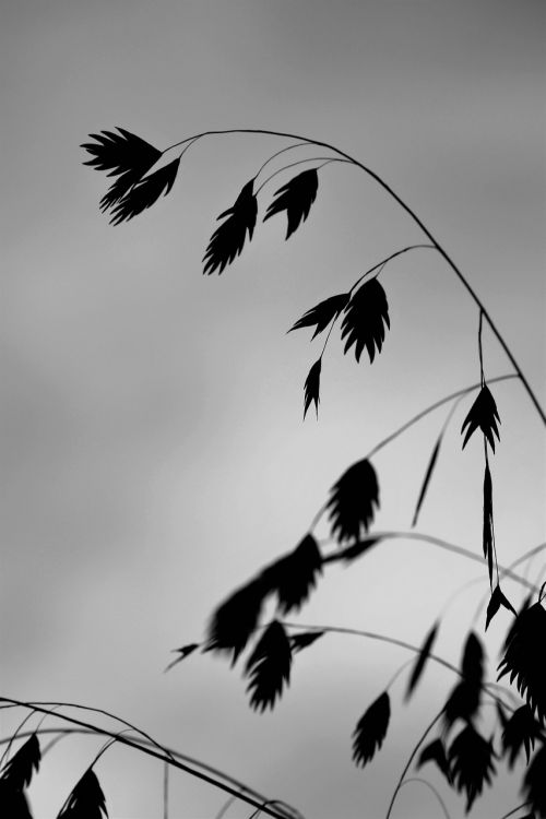 grass plant black and white