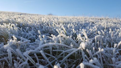 grass winter frost