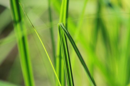 grass nature summer