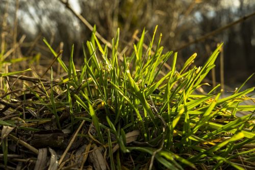 grass green meadow