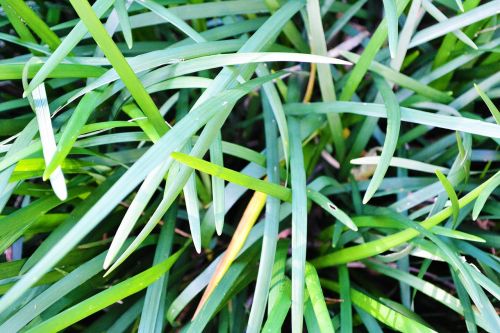 grass abstract nature