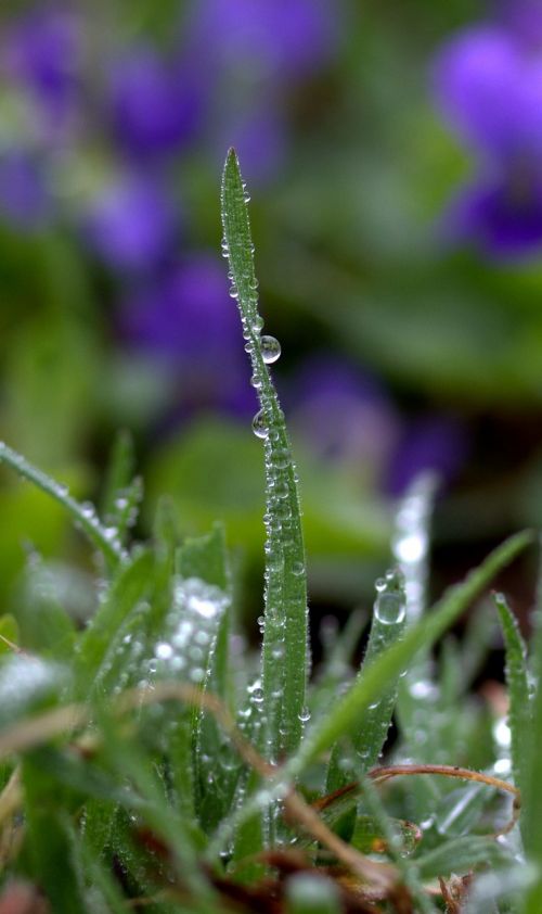 grass drops rain