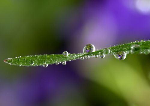 grass drops rain