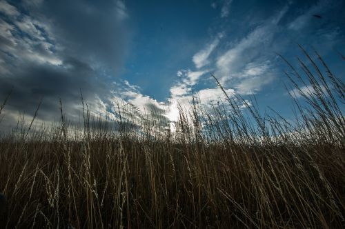 grass clouds horizon