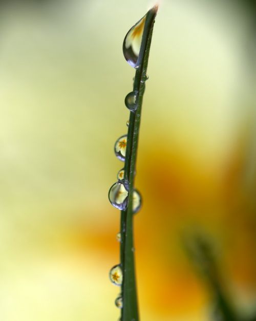 grass drops yellow