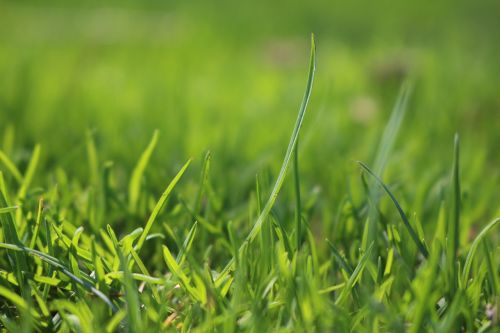 grass green meadow