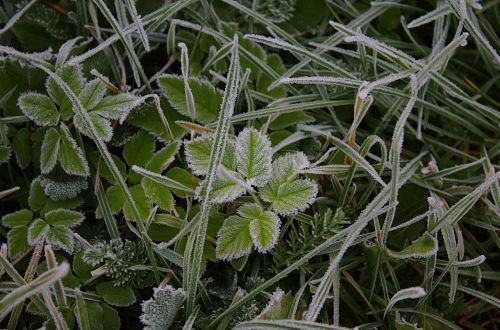 grass forest frost