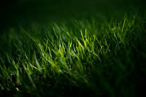 grass green lawn