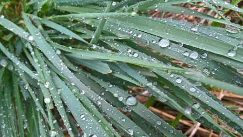 grass drops water