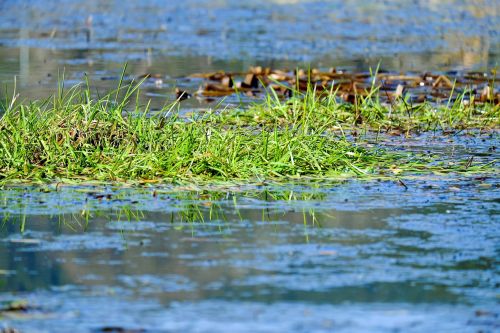 grass water blue