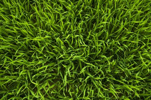 grass green meadow