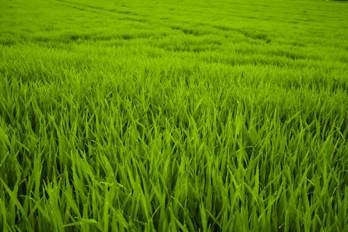 grass green meadow