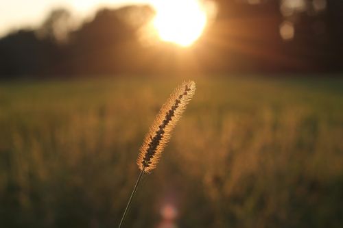 grass sunset summer