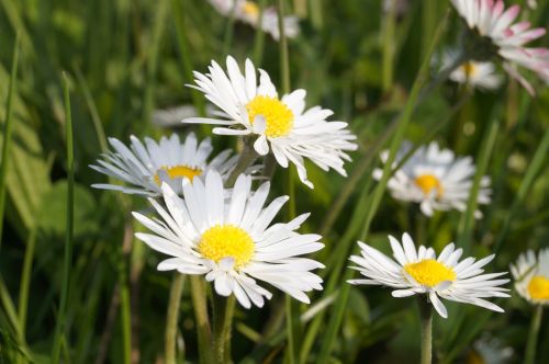 grass summer flower