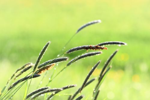 grass meadow raindrop