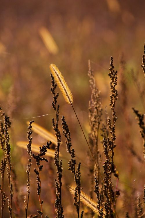 grass autumn brown