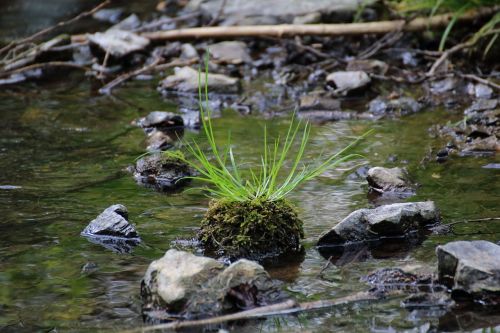 grass bach water