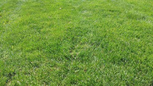 grass green lawn