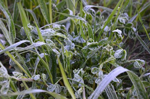 grass ice meadow