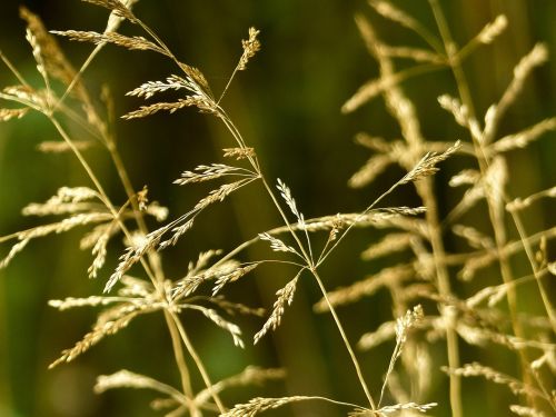 grass meadow macro