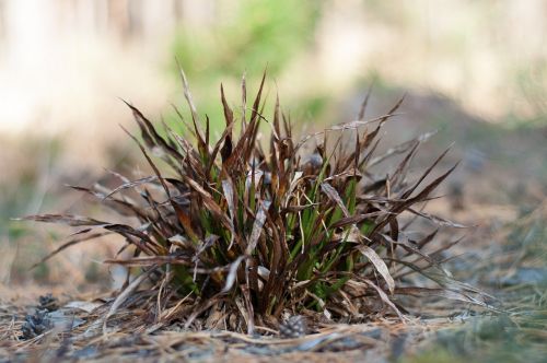 grass nature plant