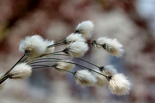 grass cottongrass cotton flower