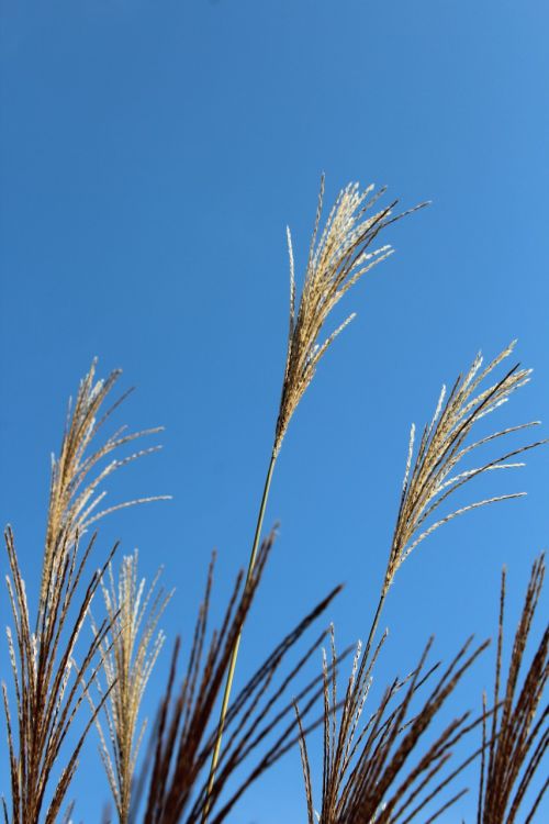 grass sky grasses