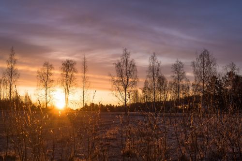 grass nature sun