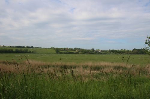 grass nature sheep