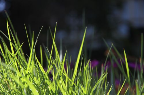 grass spring nature