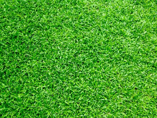 grass grass field green grass