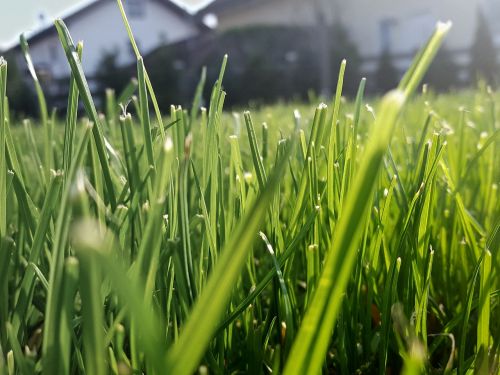 grass rush green