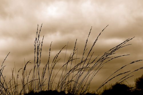 grass sky wind