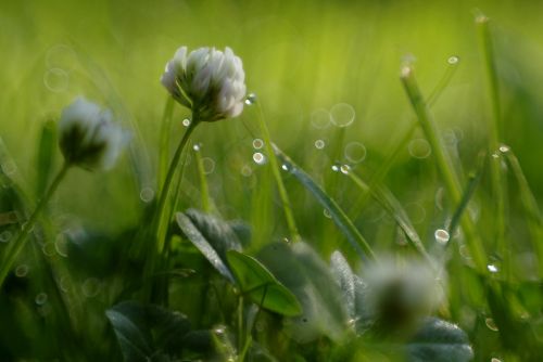 grass flower clover