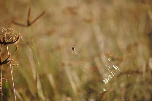 grass spider africa