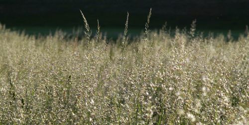 grass meadow blooms
