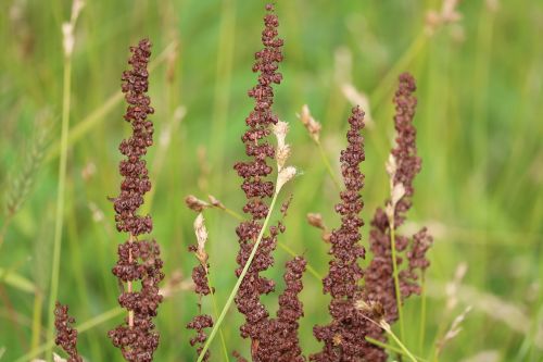 grass field nature