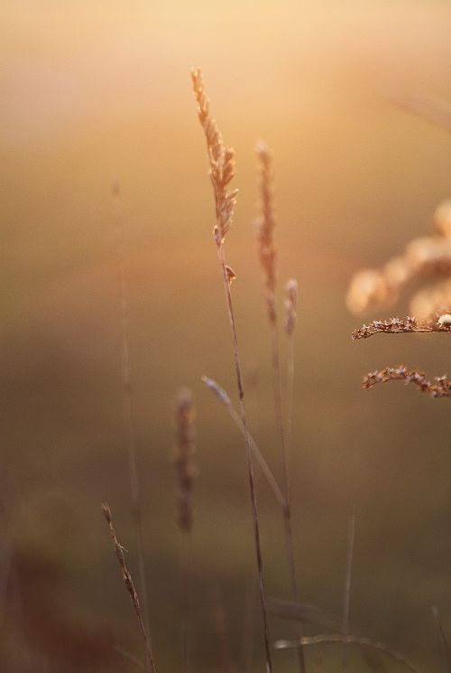 grass march nature