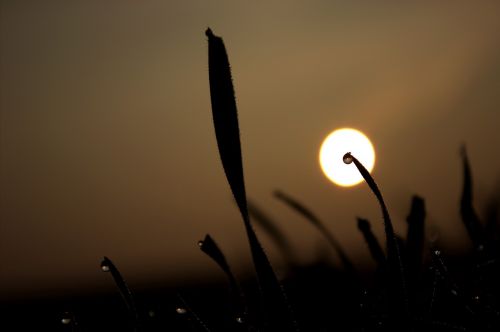 grass sun meadow