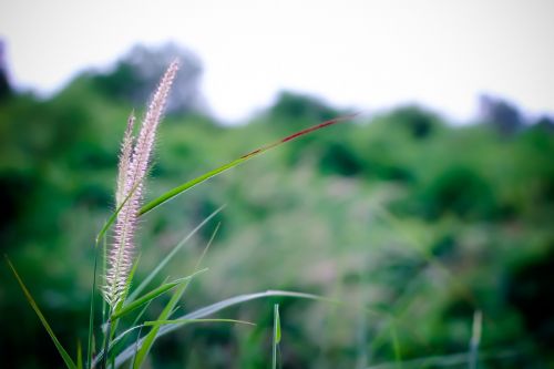 grass nature macro