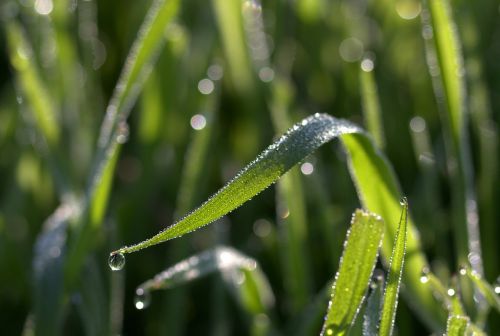 grass dew bokeh