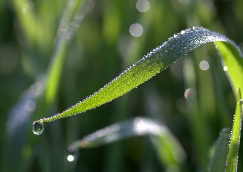 grass dew bokeh