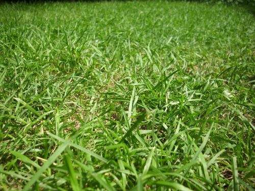 grass ground lawn