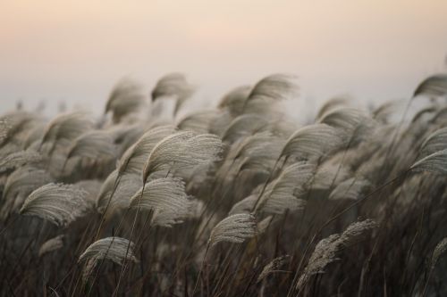 grass sky red