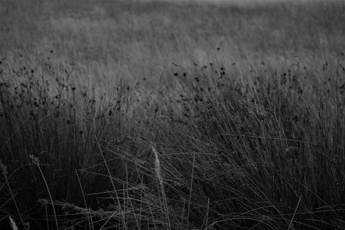 grass paddock grasses