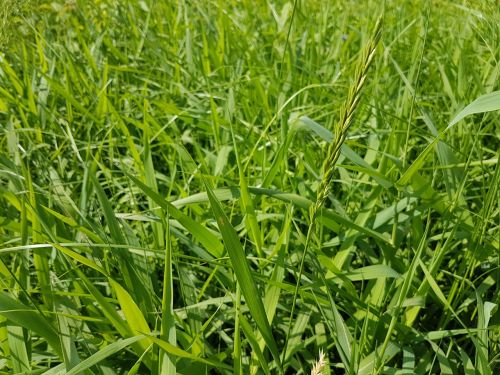 grass meadow nature