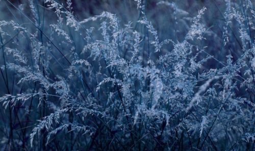 grass night flowering