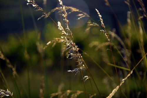 grass green nature