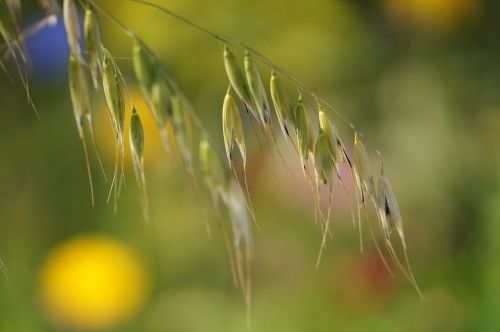 grass seeds macro