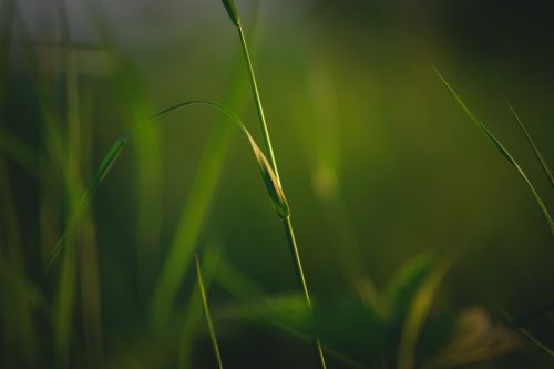 grass nature meadow